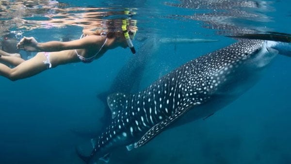 swim with the whale shark isla mujeres