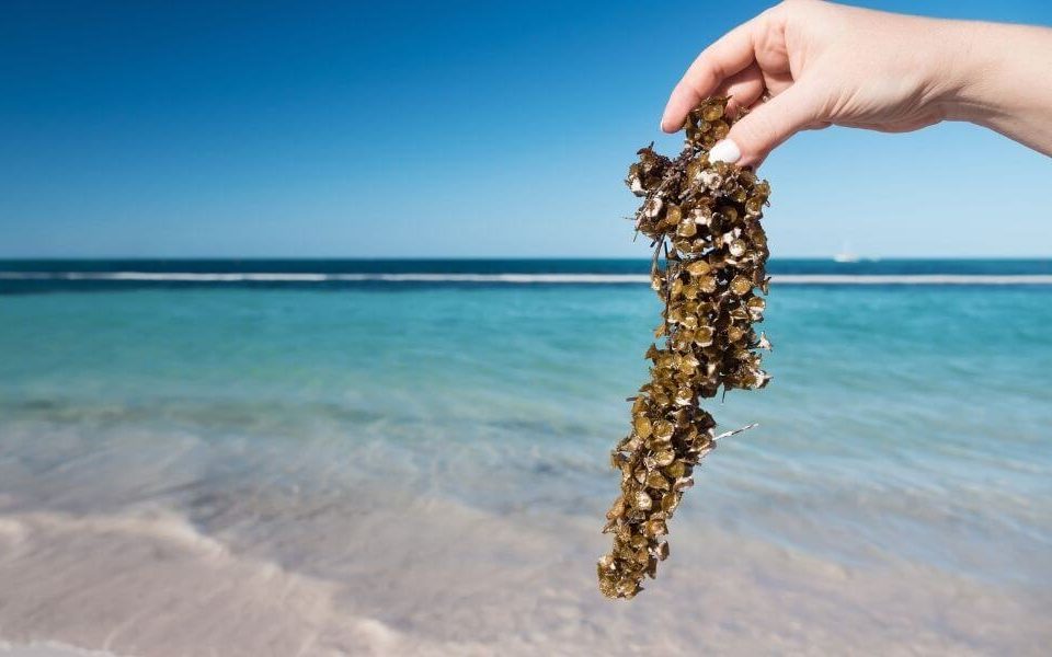 Sargassum-free beaches in Isla Mujeres